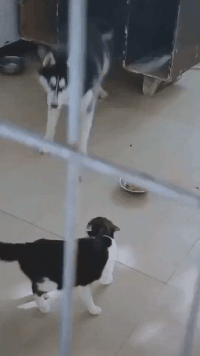 喵星人：我给你脸是是吧动物gif搞笑图片