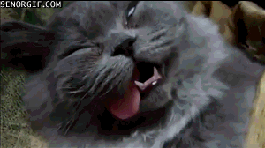 为什么我家猫做绝育了就这样了动物gif搞笑图片