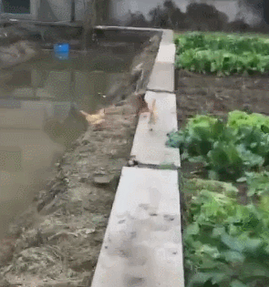 现在的鸡没点实力都不好意思说自己是鸡动物gif搞笑图片