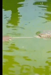 乌龟：小老弟，下来了就多玩会在上去嘛动物gif搞笑图片