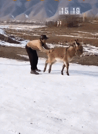 2020年最新花样玩法动物gif搞笑图片