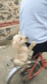 铲屎官带我去街上玩动物gif搞笑图片