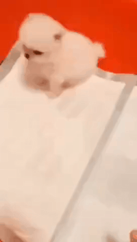 狗子：气死我了，你在来一下试试动物gif搞笑图片