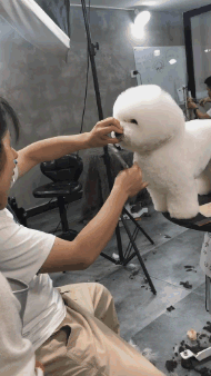 狗子：你们这些人坏的狠动物gif搞笑图片