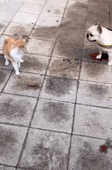 喵星人：想碰瓷，我还没碰到你呢动物gif搞笑图片