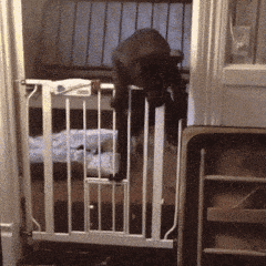 你上去的时候就没想过你的体重动物gif搞笑图片