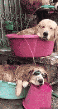 夏天狗子是这样解暑的动物gif搞笑图片