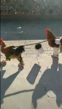 这两只鸡的鸡生真坎坷动物gif搞笑图片