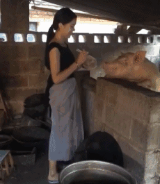 天蓬元帅可没这个福份动物gif搞笑图片