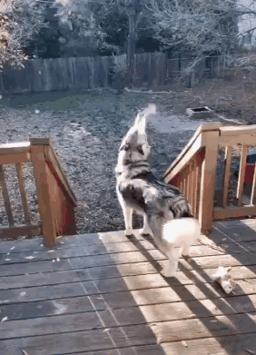 恶狼咆哮还带特效的...动物gif搞笑图片