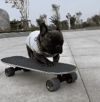 狗子里面的王者动物gif搞笑图片