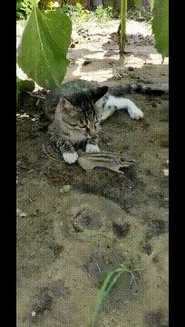 松鼠：大哥我不是老鼠呀！动物gif搞笑图片