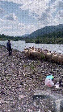 羊：兄弟们看到没，在不跳可就被他们烤的吃了动物gif搞笑图片