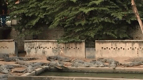 这么多鳄鱼，求鸡的心里阴影动物gif搞笑图片