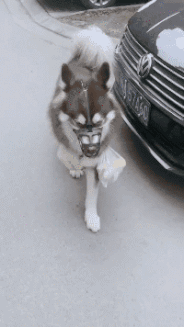 狗子：你轻松了，那我不就难受了！动物gif搞笑图片