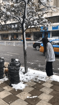 狗子：这是人干的事儿吗动物gif搞笑图片