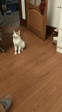 猫咪：还好我反应快动物gif搞笑图片