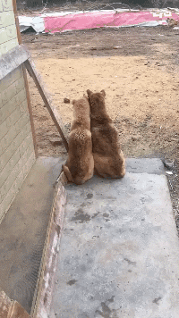 这狗粮太真实了动物gif搞笑图片