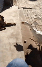 你两这是干嘛，是打还是不打呀动物gif搞笑图片