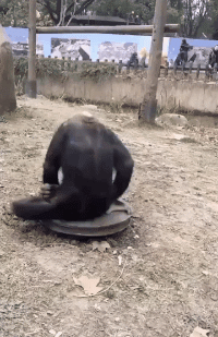 耍猴的最高境界就是被猴耍动物gif搞笑图片