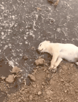 铲屎的快来救我，我快死了动物gif搞笑图片