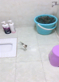 兄弟们，在不跑就没机会了兄弟们，在不跑就没机会了动物gif搞笑图片