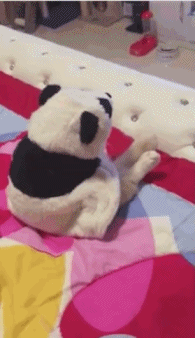 还以为是小熊猫在这动物gif搞笑图片