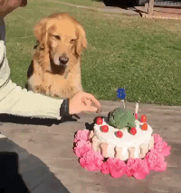 铲屎的你动一下试试动物gif搞笑图片