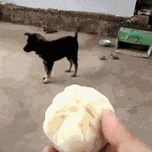 这难道就是狗不理包子动物gif搞笑图片