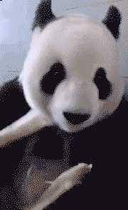 突然想起要减肥的你该做何选择动物gif搞笑图片