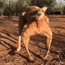 有谁不服，出来练练动物gif搞笑图片