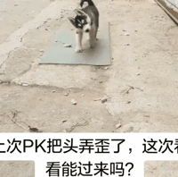 二哈和村口阿黄打架把头打歪了。。。动物gif搞笑图片