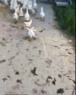 请问你的毛被谁剃光了动物gif搞笑图片