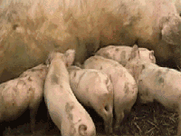 这绝对是后妈生的，到饭点还不让吃奶动物gif搞笑图片