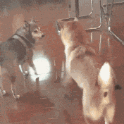 二哈表示比不了，这狗子居然比我嗨动物gif搞笑图片