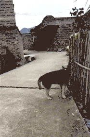 狗子你刚才叫什么，你在叫下试试动物gif搞笑图片