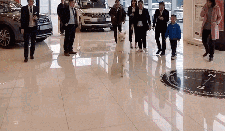 你们凑啥没见过脚打划动物gif搞笑图片