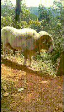 羊和树干了起来你们猜谁会赢动物gif搞笑图片