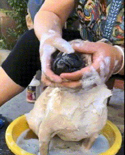 狗子似乎还很享受的样子动物gif搞笑图片