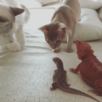 什么东西还会吐舌头动物gif搞笑图片