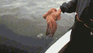 乌贼变色我还是第一次见动物gif搞笑图片