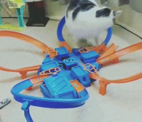 为了给猫减肥是绞尽脑汁终于想到了动物gif搞笑图片