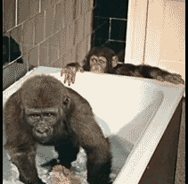 下去臭弟弟谁要和你一起洗澡动物gif搞笑图片