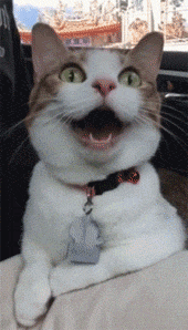 这一个哈气让你憋了这么长时间。。。动物gif搞笑图片