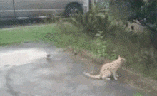 不给你点颜色怕以后这一片区域都不知道是谁看着的了动物gif搞笑图片