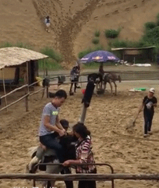 鸵鸟：放开老子，我要带他飞起来动物gif搞笑图片