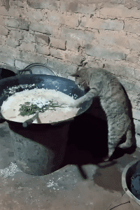 现在猫粮买不到了，只能吃这个了动物gif搞笑图片