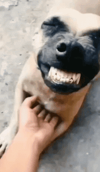 这狗子开心的真像条狗动物gif搞笑图片