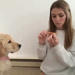 给我也磨一下动物gif搞笑图片