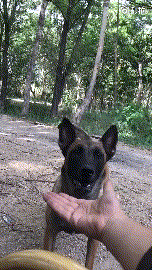 塞班，过来动物gif搞笑图片